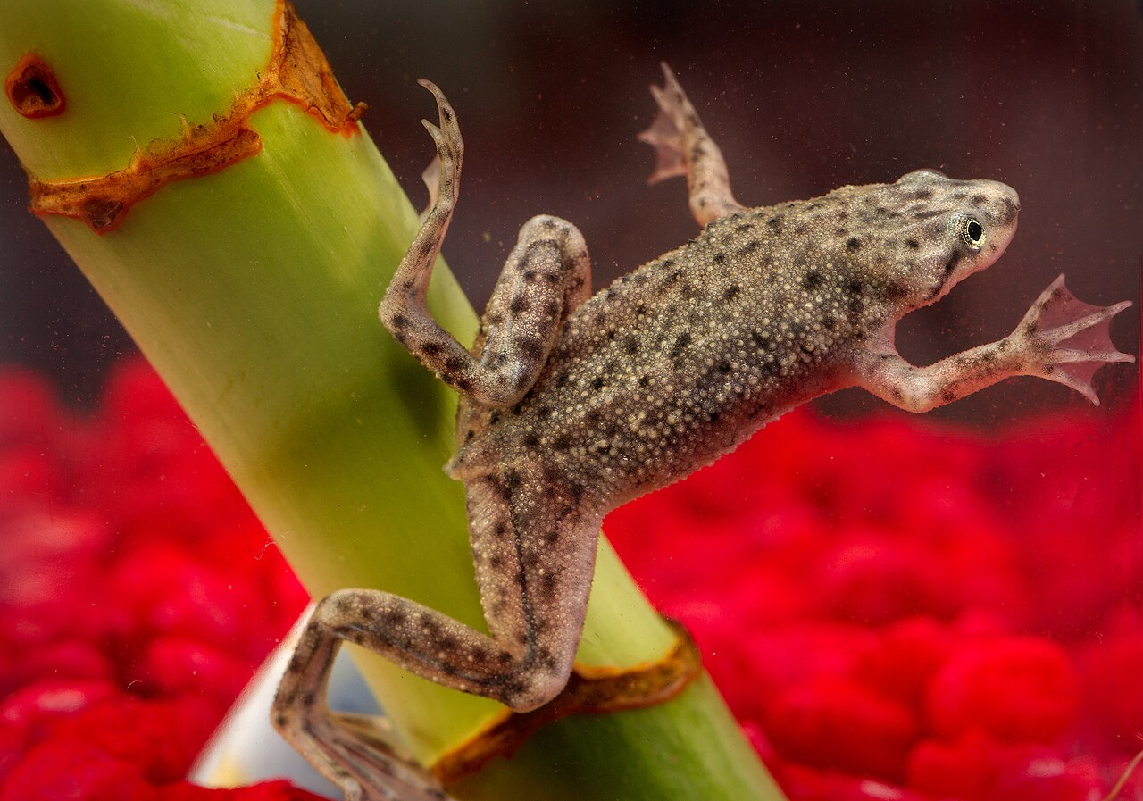 An African dwarf frog (Hymenochirus) underwater