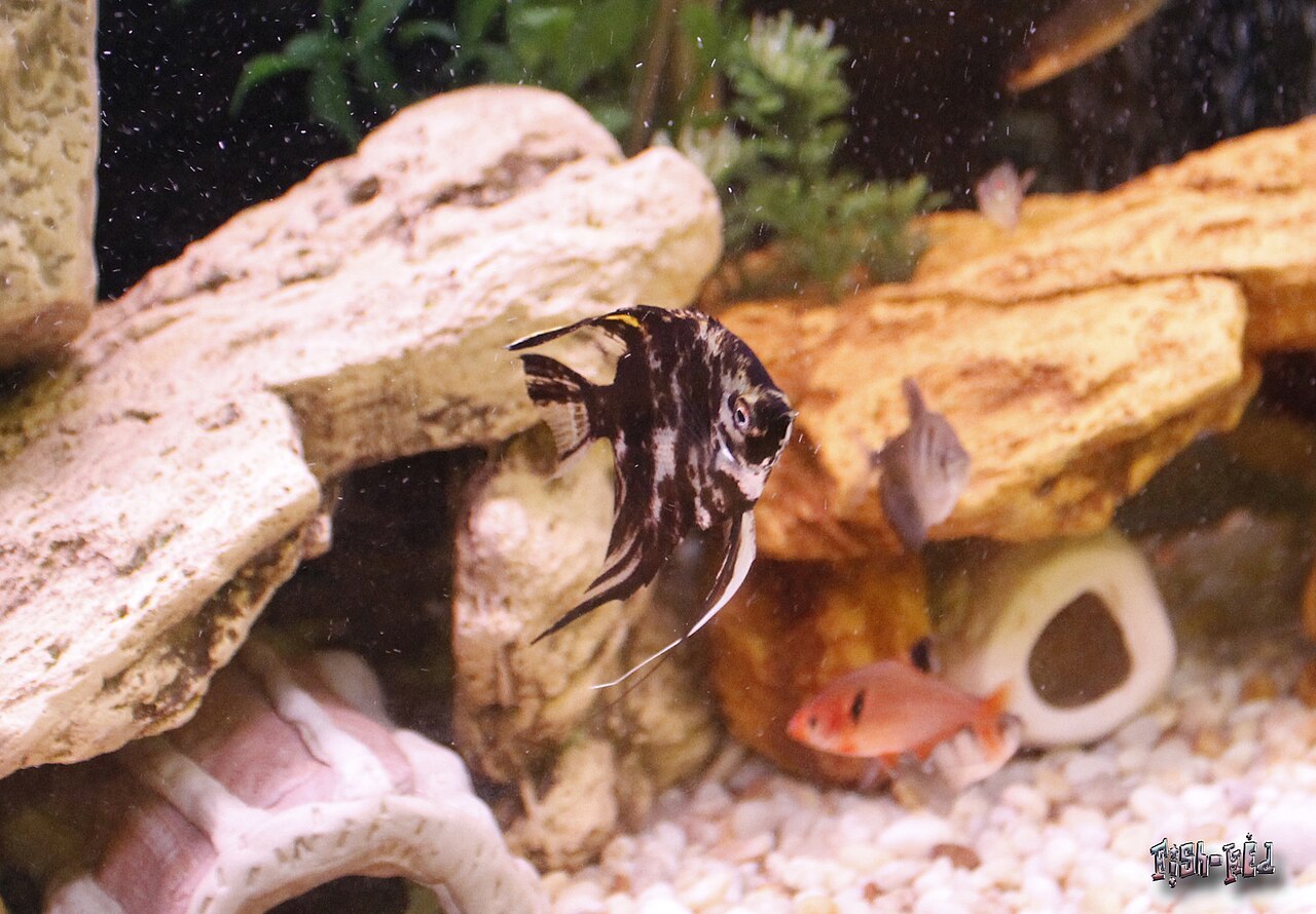 A marble angelfish (Pterophyllum scalare)
