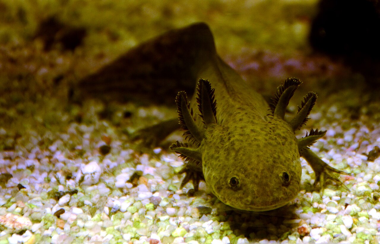 An axolotl in an aquarium