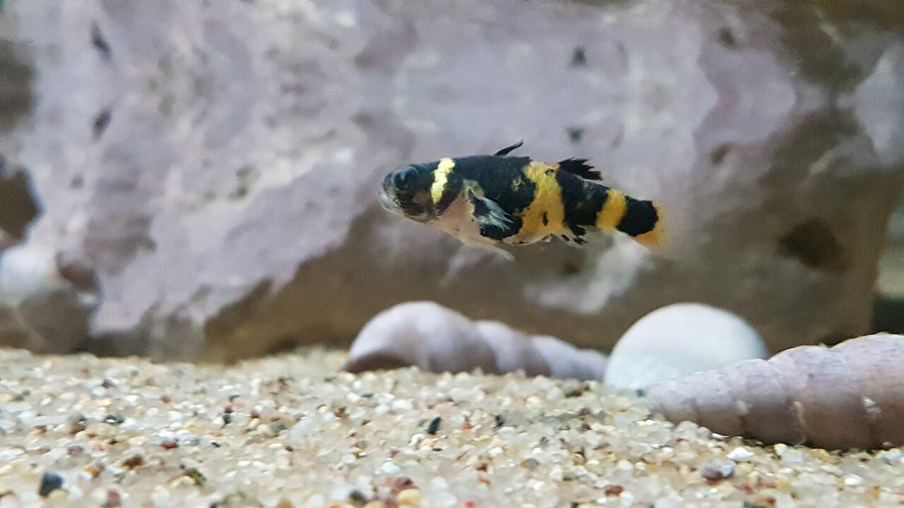 A bumblebee goby (Brachygobius doriae) perched in an aquarium