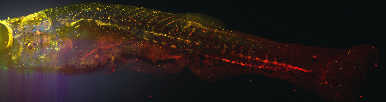 Zebra danio larvae under magnification, days after hatching