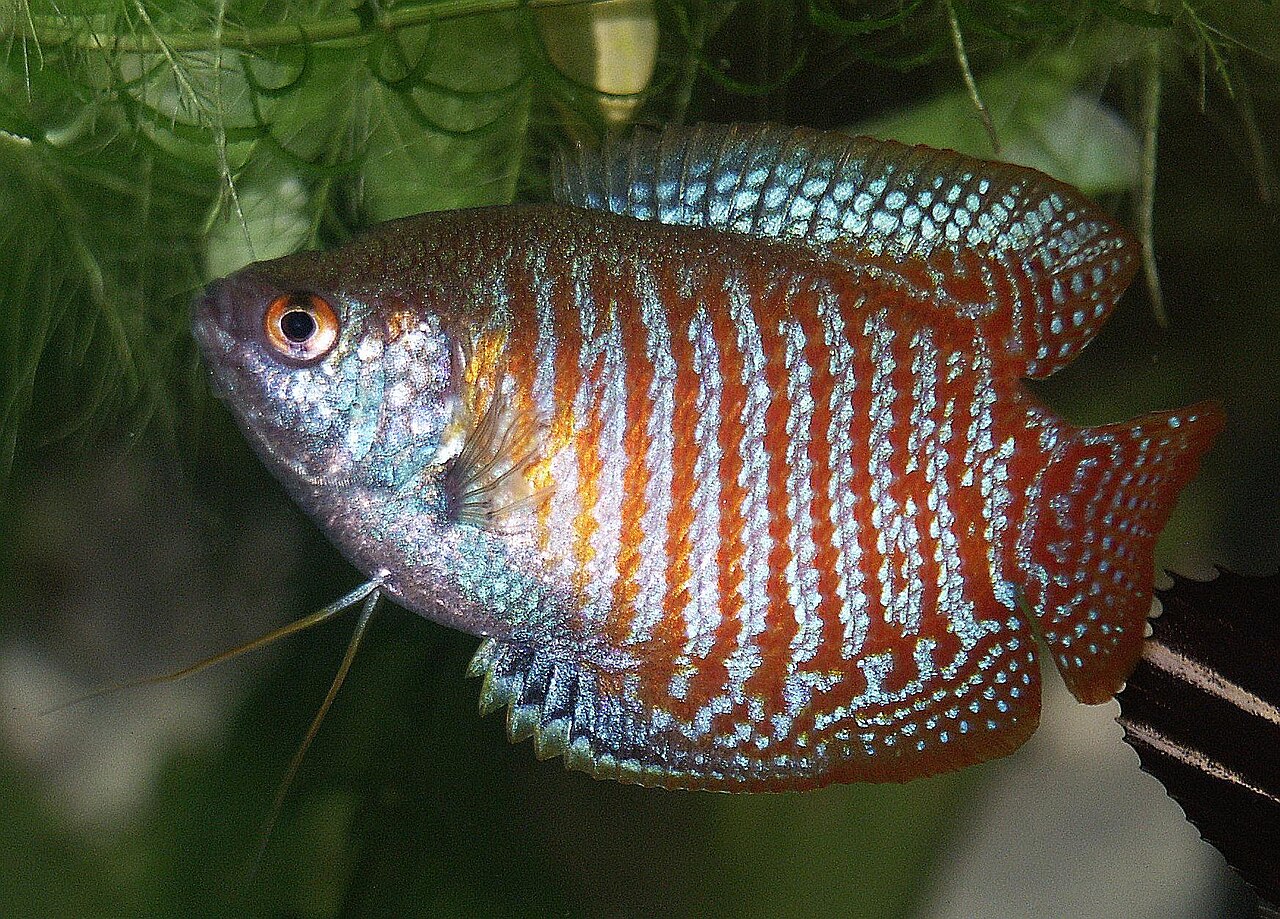 A dwarf gourami (Colisa lalia), parent of some of the smallest fry in the hobby