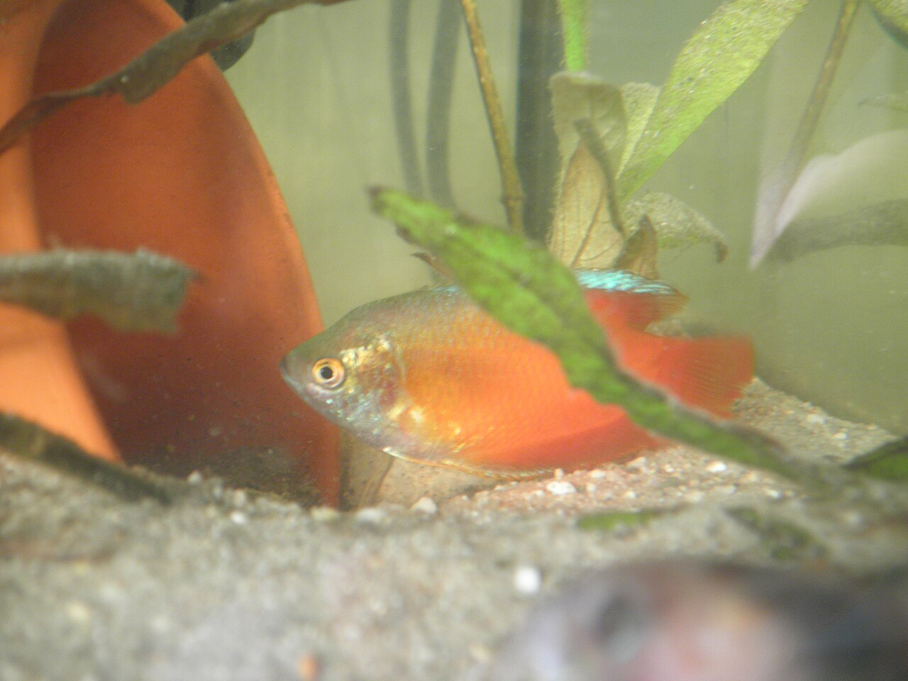 A red dwarf gourami (Trichogaster lalius)