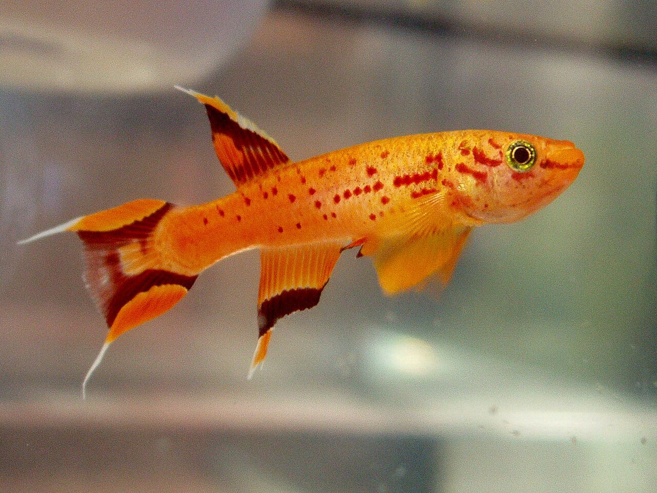 A golden killifish (Aphyosemion australe) in an aquarium