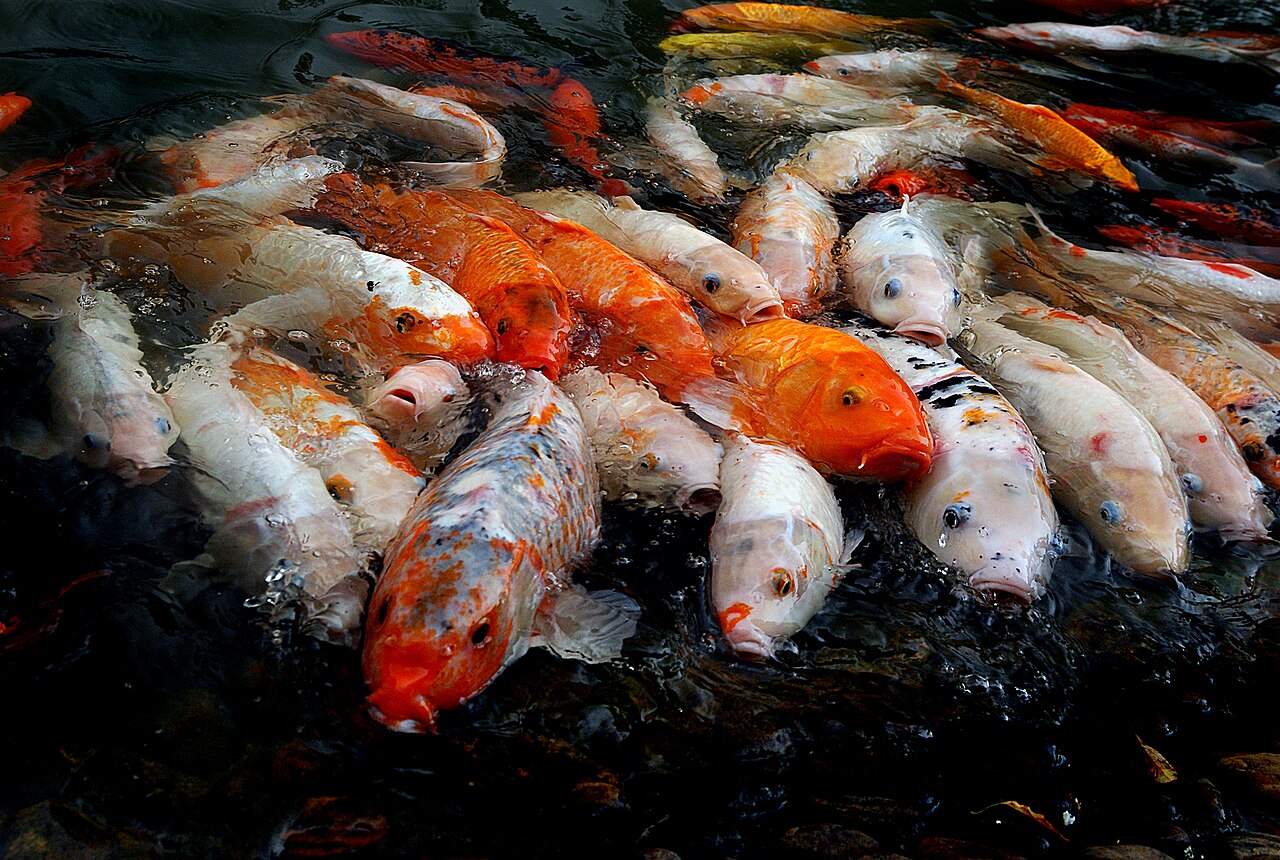 Koi carp in a clear pond