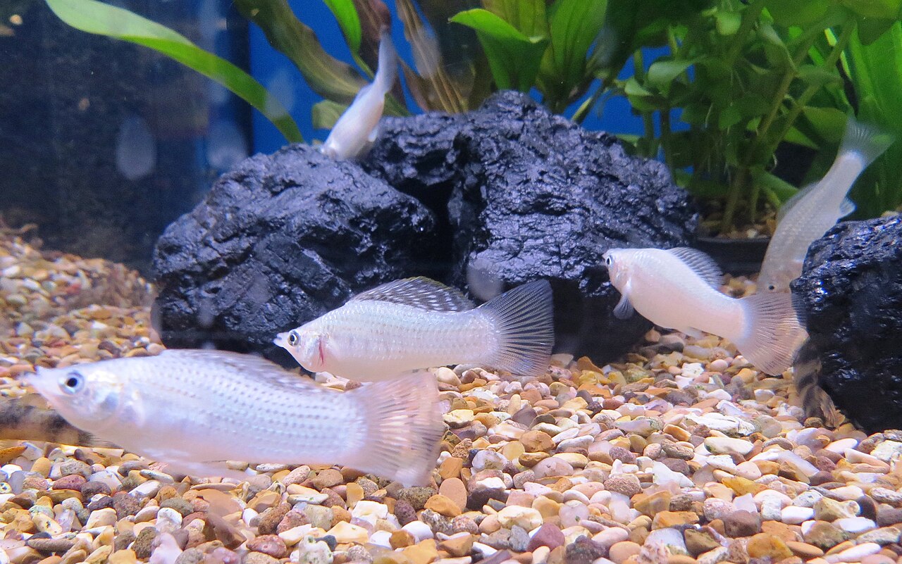 A sailfin molly (Poecilia latipinna)
