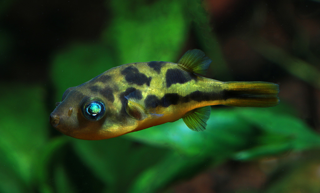 A pea puffer (Carinotetraodon travancoricus) close up