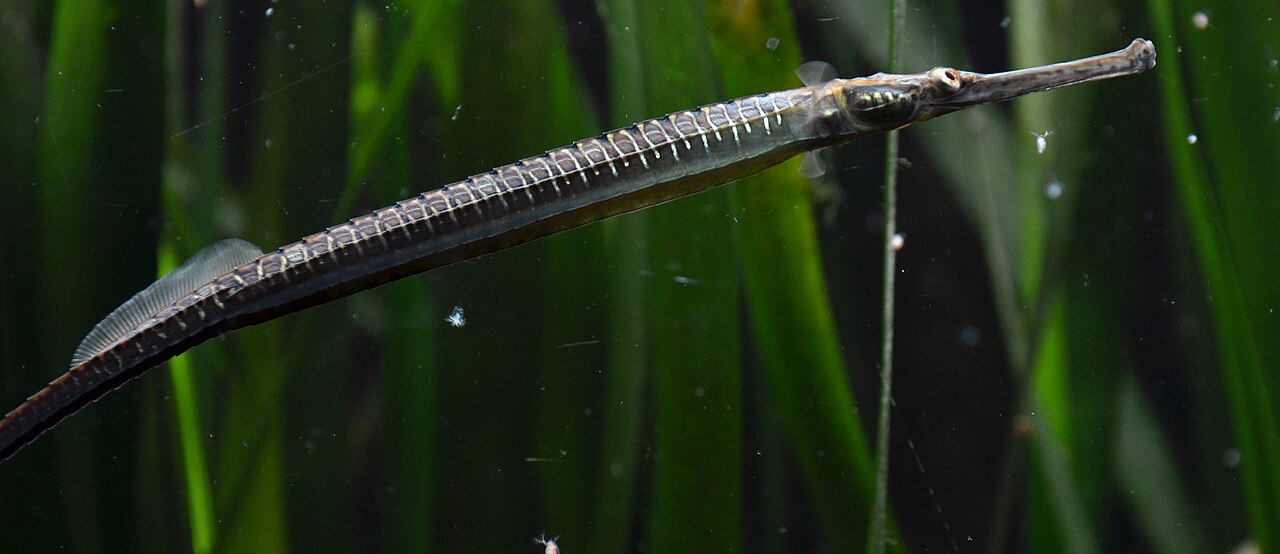 A freshwater pipefish (Doryichthys boaja) among plants