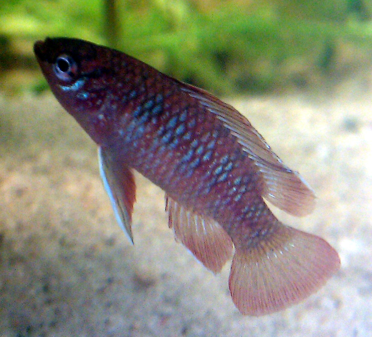 A male scarlet badis (Dario dario) showing breeding colour